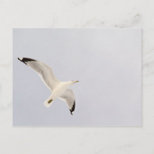 Carte Postale Goéland
