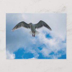 Carte Postale Goéland à ailes glauques
