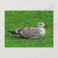 Goéland à hareng juvénile