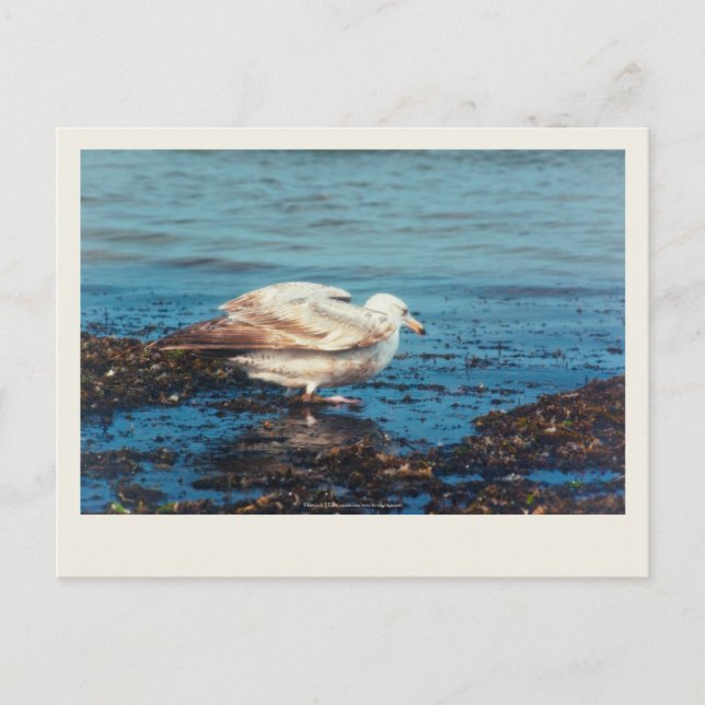 Carte Postale Goéland à hareng P1046 (Devant)