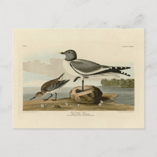 Carte Postale Goéland à queue fourrée des oiseaux d'Amérique d'A