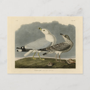 Carte Postale Goéland commun américain - Les oiseaux d'Amérique