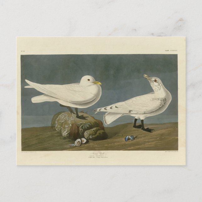 Carte Postale Goéland d'ivoire - Les oiseaux d'Amérique de John  (Devant)