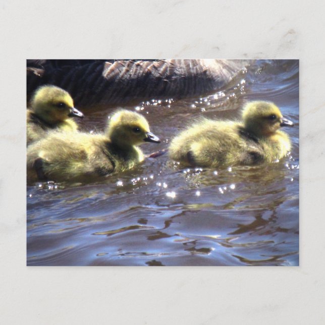 Carte Postale Goélands mignons de printemps Bébé Oies nager (Devant)