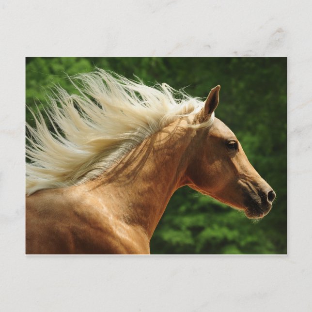 Carte Postale Golden Ambers (Devant)