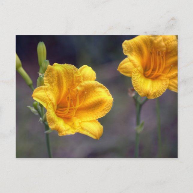 Carte postale Golden Daffodil (Devant)