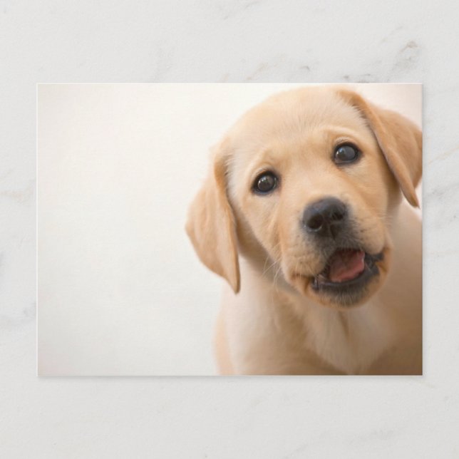 Carte Postale Golden Labrador (Devant)