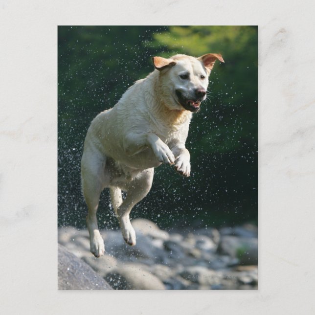 Carte Postale Golden Labrador Retriever sautant dans la rivière (Devant)