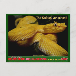 Carte Postale Golden Lancehead, serpent en danger le plus danger