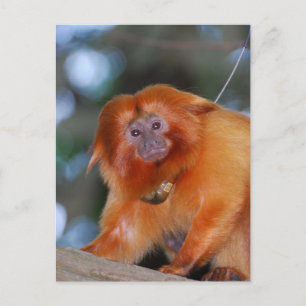 Carte postale Golden Lion Tamarin