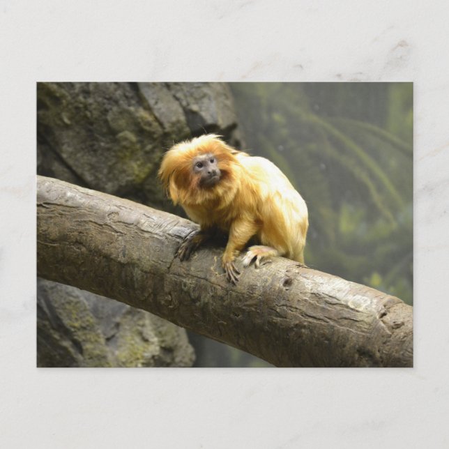 Carte Postale Golden Lion Tamarin (Devant)
