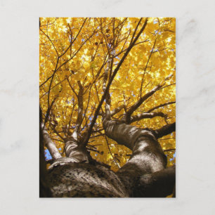 Carte postale Golden Maple ~