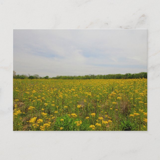 Carte Postale Golden Ragwort, Ohio (Devant)