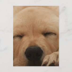 Carte postale Golden Retriever