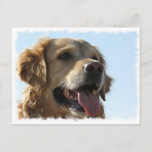 Carte postale Golden Retriever