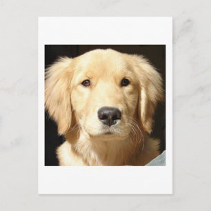 Carte Postale Golden Retriever