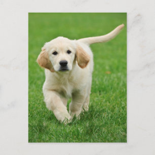 Carte Postale Golden retriever