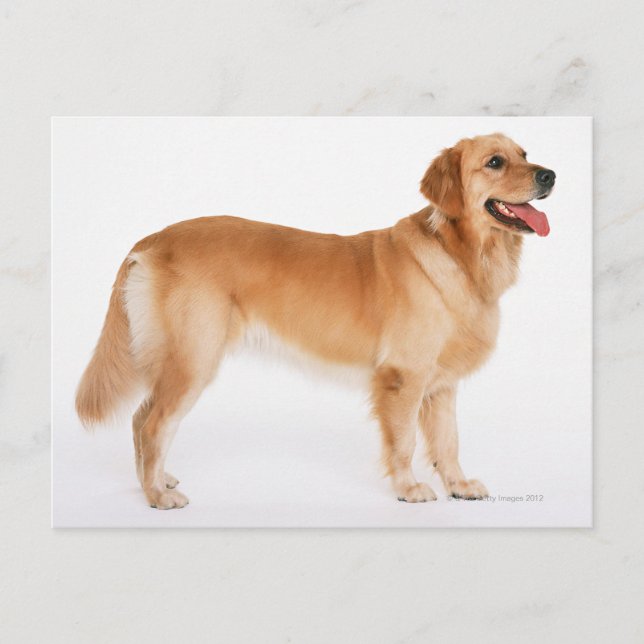 Carte Postale Golden Retriever (Devant)