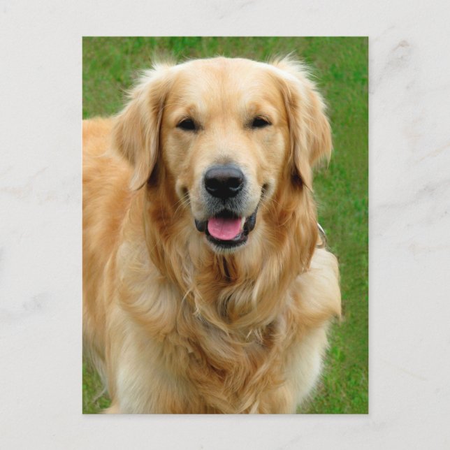 Carte Postale Golden Retriever (Devant)