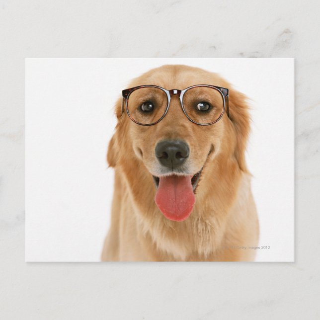 Carte Postale Golden Retriever 3 (Devant)