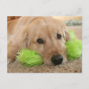 Carte Postale Golden Retriever A Entendu Que Vous Étiez Malade.
