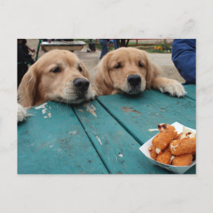 Carte postale Golden Retriever Anniversaire