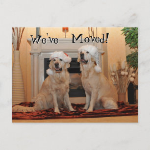 Carte Postale Golden Retriever avec chapeaux santa sur une nouve