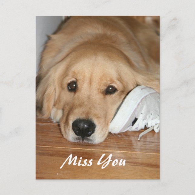 Carte Postale Golden Retriever Avec Chaussure Miss You (Devant)