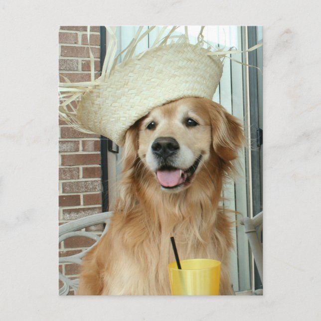 Carte Postale Golden Retriever Chien en paille Casquette heureux (Devant)