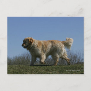 Carte Postale Golden retriever courant 3