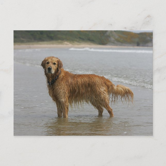 Carte Postale Golden Retriever dans la Mer (Devant)