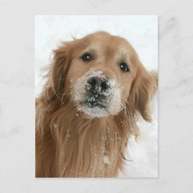 Carte Postale Golden Retriever dans la neige (Devant)