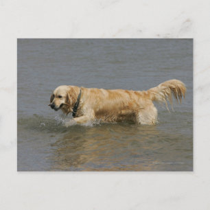 Carte Postale Golden Retriever dans l'eau