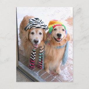 Carte Postale Golden Retriever en vêtements d'hiver