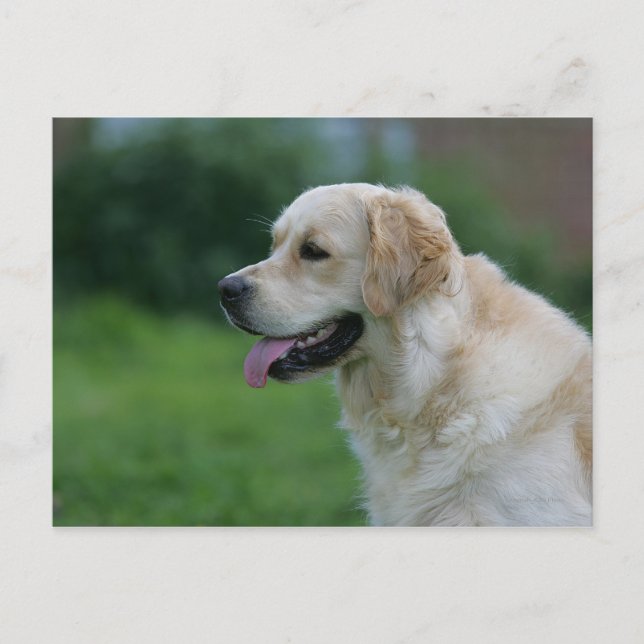 Carte Postale Golden Retriever Headshot 2 2 (Devant)