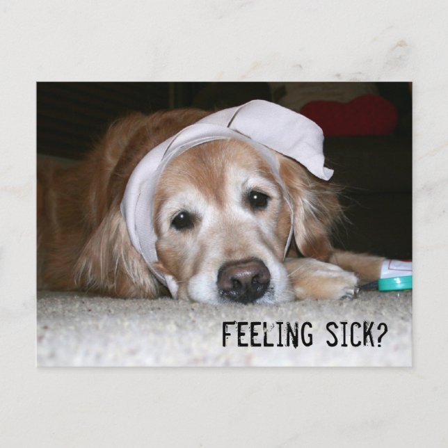 Carte Postale Golden Retriever in Banding Get Well Bientôt (Devant)