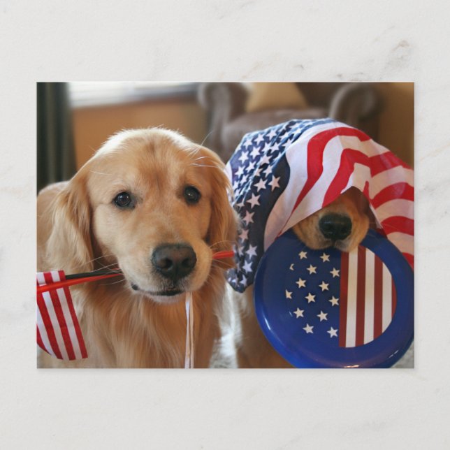 Carte postale Golden Retriever Independence Day (Devant)