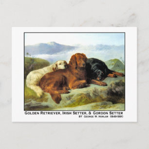 Carte Postale Golden Retriever, Irish Setter & Gordon Setter