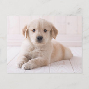 Carte Postale Golden Retriever Lying Down