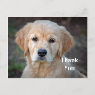 Carte postale Golden Retriever Merci