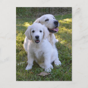 Carte Postale Golden Retriever Mom and Puppy