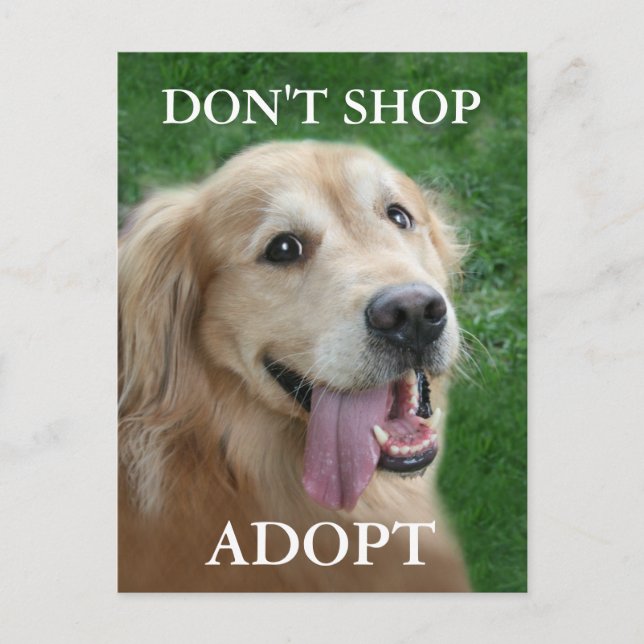 Carte Postale Golden Retriever ne pas acheter adopter Secourir (Devant)