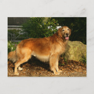 Carte Postale Golden Retriever Panting