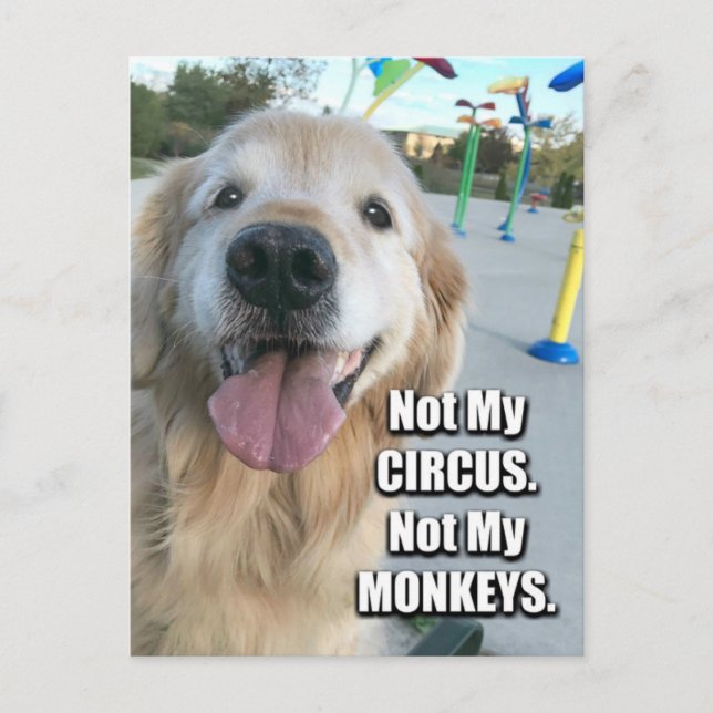 Carte Postale Golden Retriever Pas Mon Cirque Polonais Proverbe (Devant)