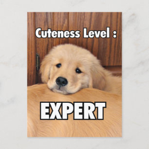 Carte Postale Golden Retriever Pupin Niveau de maturité