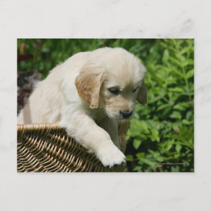Carte Postale Golden Retriever Puppy