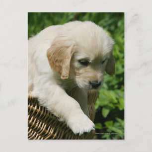 Carte Postale Golden Retriever Puppy in Basket