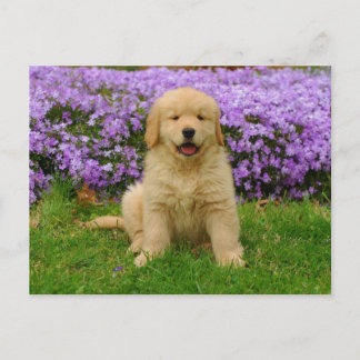 Carte Postale Golden Retriever Puppy in bed of Lavender Phlox