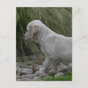 Carte Postale Golden Retriever Puppy Standing