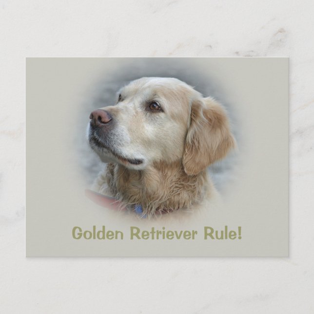 Carte Postale Golden Retriever Rule ! -Carte (Devant)